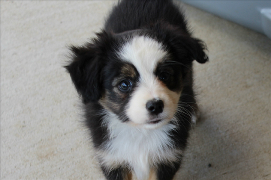 Herd About Texas Wild Bill Hickok at Carousel Aussie, a Toy Australian Shepherd male.