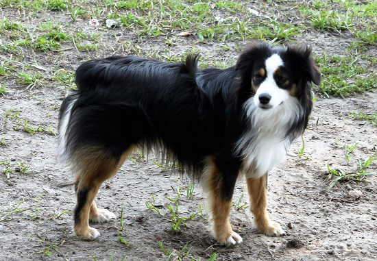 Herd About Texas Wild Bill Hickok at Carousel Aussie, a Toy Australian Shepherd male.