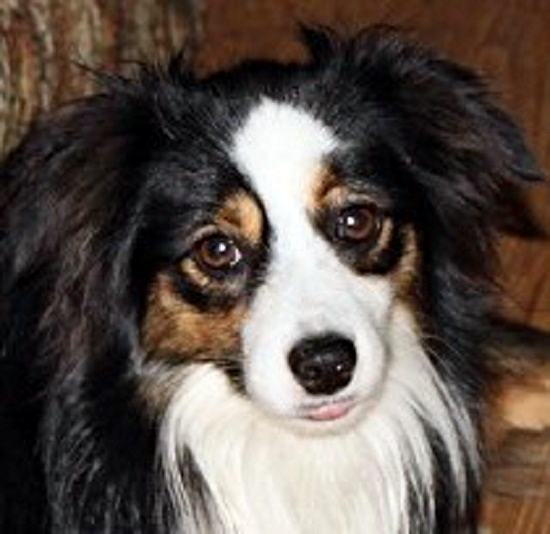 Herd About Texas Wild Bill Hickok at Carousel Aussie, a Toy Australian Shepherd male.
