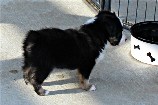 Herd About Texas Wild Bill Hickok at Carousel Aussie, a Toy Australian Shepherd male.