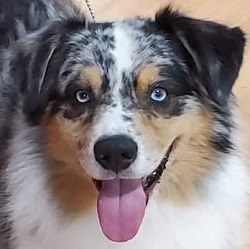 sammy