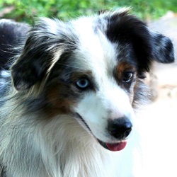 bodie