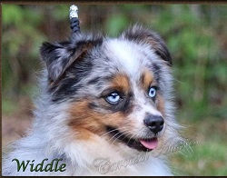 widdle 2